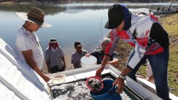 Pescadores de Presa Vinoramas beneficiados con siembra de Alevines