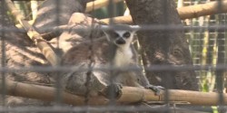 En mejora constante el Zoológico de Culiacán