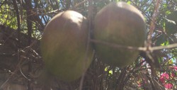 Granatum que significa “abundantes Granos”