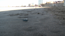Detectan presencia de quemadores en playas mazatlecas