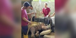 Falleció Tam, el último rinoceronte de Sumatra macho en Malasia