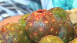 Invitan a la Vll fiesta de la pitaya