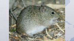 Alerta por infestación de rata en campo en la región del valle de San Lorenzo