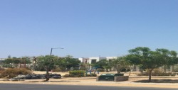Están secándose los árboles en parque de Alturas del Sur