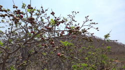 La cuna de las ciruelas: Agua Caliente de Gárate