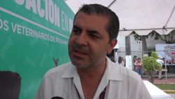 Aún no se tienen resultados del análisis de la muestra de carne: Sidharta