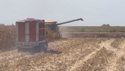 Exhortan a productores de maíz no vender su cosecha por la libre