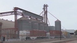 Los industriales deberán pagar mas caro por el maíz de Sinaloa