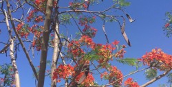 Tabachín, árbol considerado muy hermoso