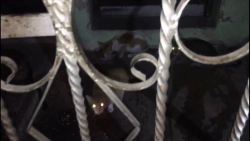Vecinos de la Juárez se quejan de proliferación de gatos y pulgas