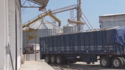 La prórroga para contratación del maíz permitirá que no se venda por la libre