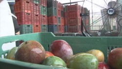 Reconocimiento a huertos de mango en el sur como temporalmente libres de la mosca de la fruta