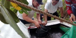 Un millón de alevines de tilapia a la laguna de Chiricahueto