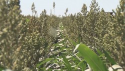 Esperan productores de temporal el apoyo de la semilla por parte del Gobierno