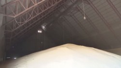 Hay intención de los compradores para contratar mas de un millón 300 mil toneladas de maíz