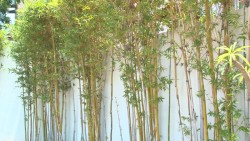 El Bambú es una planta con bastantes usos y la de mayor crecimiento en el mundo