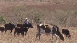 Hace frente Ayuntamiento de Elota a la sequía hasta haciendo 'pacas'