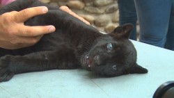 Presentan al integrante más pequeño del zoológico