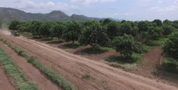 Estiman buena exportación de mango este año