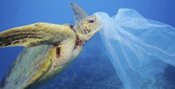 Imágenes impactantes que muestran el daño producido por el plástico a la vida marina