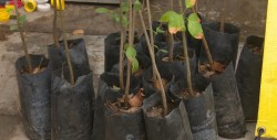 Con diferentes actividades conmemoran el Día del Medio Ambiente