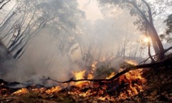 Disminuyen los incendios forestales durante el 2019