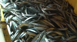 Cada vez menos pescado “pajarito” en Mazatlán