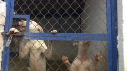Con éxito se realiza campaña de esterilización de mascotas