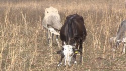 Sinaloa está listo para recibir la revisión del personal de USDA en materia ganadera