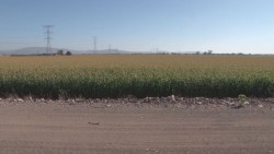Garantizada la comercialización de toda la producción de maíz de Sinaloa