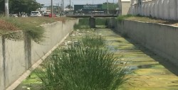 Con mucha agua verde el arroyo que pasa por la Benjamín Hill en Santa Clara