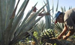 Llevarán muestra gastronómica a CDMX otra vez, pero ahora con agave