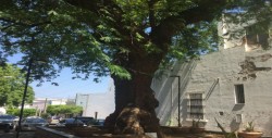 Huanacaxtle, árbol tropical que puede medir hasta 35 metros