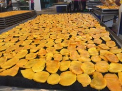 Deshidratadora de mango, diversifica producción para mantener fuentes de empleo