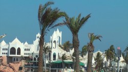 En Mazatlán las palmeras podrían desaparecer