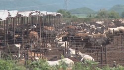 Satisfecho personal de USDA tras revisión de avances del programa zoosanitario contra brucelosis y tuberculosis