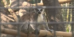 24 de junio inician los cursos de verano en el zoológico de Culiacán