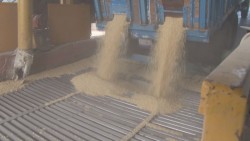 Podrían ser sancionadas bodegas que compran por la libre y tienen maíz validado para contratar