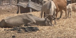 Zonas serranas de Elota con problema de estiaje