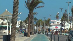 Se extravía contrato de instalación de palmeras en Mazatlán