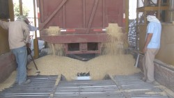 Obligados los productores de maíz a vender por la "libre" para cubrir adeudos