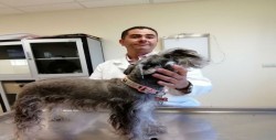 Calor también afecta a las mascotas