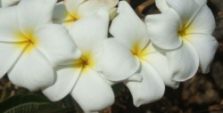 Plumeria, conocido como Cacaloxuchilth, Chilacayote, entre otros