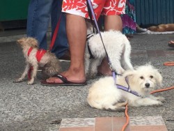 Necesario proteger a mascotas en temporada de calor: Vectores
