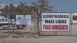 Anuncian ampliación del plazo y volúmen de maíz a contratar