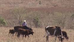 Recursos de SENASICA serán destinados a continuar los barridos para detectar enfermedades en el ganado bovino