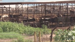 Es muy burocrático acceder al seguro catastrófico por mortandad de ganado por sequía