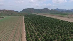 Piden productores de mango vigilancia en los huertos