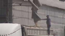 Confianza de que se contraten los 5.7 millones de toneladas de maíz de Sinaloa