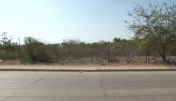 En extinción las áreas verdes en Mazatlán